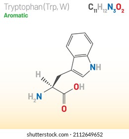 Tryptophan (Trp, W) amino acid molecule. (Chemical formula C11H12N2O2) Skeletal formula. Layered vector illustration