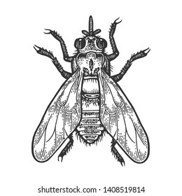 Tsetse fly insect sketch engraving vector illustration. Scratch board style imitation. Black and white hand drawn image.