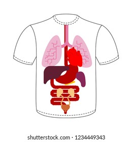 T-shirt Internal organs. Human anatomy. Systems of man body and organs. medical systems. Lungs and Heart. Liver and Stomach. vector illustration