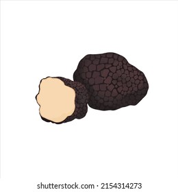 Tuber aestivum summer truffle vector illustration in cartoon flat style, isolated on white background.