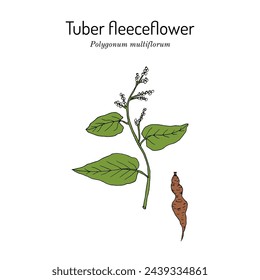 Tuber fleeceflower, or Chinese knotweed (Polygonum multiflorum), medicinal plant. Hand drawn botanical vector illustration