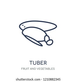 Tuber icon. Tuber linear symbol design from Fruit and vegetables collection. Simple outline element vector illustration on white background.