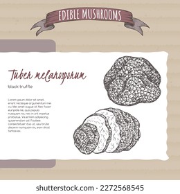 Tuber melanosporum aka black truffle sketch on cardboard background. Edible mushrooms series. Great for cooking, traditional medicine, gardening.