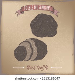 Tuber melanosporum aka black truffle color sketch on vintage background. Edible mushrooms series. Great for cooking, traditional medicine, gardening.