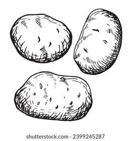 Ilustración vectorial de patata tubadora aislada en blanco. Conjunto de papas enteras con silueta de tinta dibujada a mano. Borde blanco negro de las hortalizas de raíz. Para el menú de diseño, envoltura, ingredientes de la receta, envasado