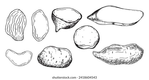 Ilustración vectorial de la batata de Tuber aislada en blanco. Juego de papas enteras y fichas silueta de tinta dibujada a mano. Borde blanco negro de las hortalizas de raíz. Menú de diseño, envoltura, ingredientes de receta