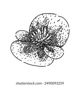 tuberhybrida begonia hand drawn. pot spring, blossom garden, vase isolated tuberhybrida begonia vector sketch. isolated black illustration