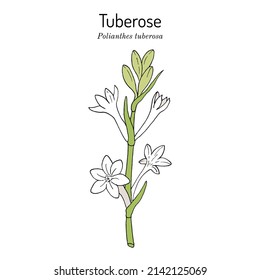 Tuberose (agave amica or Polianthes tuberosa), edible, ornamental and medicinal plant. Hand drawn botanical vector illustration