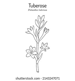 Tuberose (agave amica or Polianthes tuberosa), edible, ornamental and medicinal plant. Hand drawn botanical vector illustration