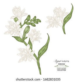 Tuberose branch with flowers and leaves. Agave amica set hand drawn. Vector illustration botanical. Colorful engraving style.