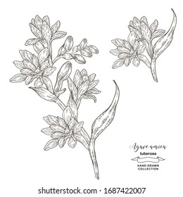 Tuberose branch with flowers and leaves. Agave amica set hand drawn. Vector illustration botanical. Engraving style.