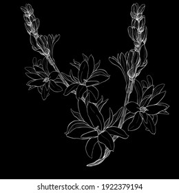 Tuberose is a branch with flowers, medicinal, perfumery and cosmetic plants. Vecton graphics. Use printed materials, signs, posters, postcards, packaging.