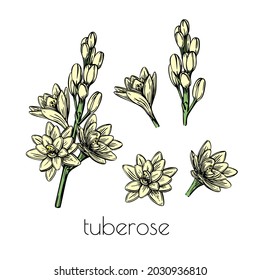 Tuberose flower setsketch in line art style on white background. Graphic color nature vector illustration element. Trendy spring set collection.