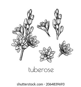 Tuberose flower setsketch in line art style on white background. Graphic color nature vector illustration element. Trendy spring set collection.