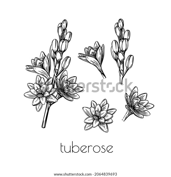 Tuberose flower setsketch in line art style\
on white background. Graphic color nature vector illustration\
element. Trendy spring set\
collection.