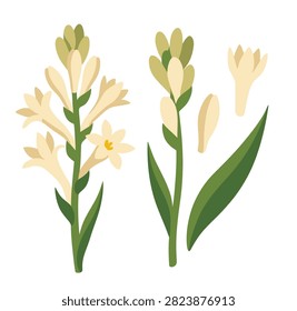 Tuberose flower stems with creamy white blossoms, buds and long green leaves isolated on white.