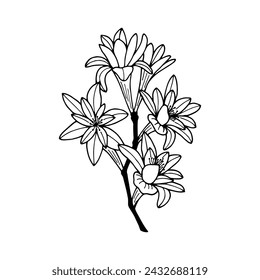 Tuberose flowers. Vector stock illustration eps10. Isolate on white background, outline, hand drawing.