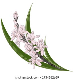 Vector de Tuberosina Plantas medicinales, aromáticas y cosméticas. Fondo de escritorio. Utilizar materiales impresos, carteles, carteles, postales, embalaje. 
