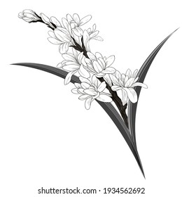 Tuberose vector Image medicinal, perfumery and cosmetic plants. Wallpaper. Use printed materials, signs, posters, postcards, packaging. 