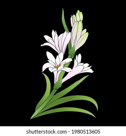 Tuberose vector Image medicinal, perfumery and cosmetic plants. Wallpaper. Use printed materials, signs, posters, postcards, packaging. 