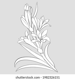 Tuberose vector Image medicinal, perfumery and cosmetic plants. Wallpaper. Use printed materials, signs, posters, postcards, packaging. 