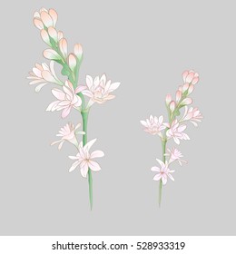 Tuberose vector Image medicinal, perfumery and cosmetic plants. Wallpaper. Use printed materials, signs, posters, postcards, packaging. 