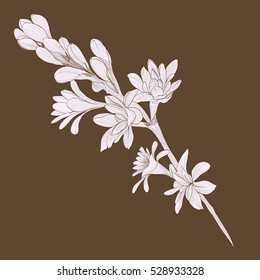 Tuberose vector Image medicinal, perfumery and cosmetic plants. Wallpaper. Use printed materials, signs, posters, postcards, packaging. 