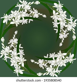 Tuberose - Vektorbild von Parfüm- und Kosmetikpflanzen. Rundrahmen - Blumenkranz. Verwenden Sie gedruckte Materialien, Stoffdrucke, Plakate, Postkarten, Verpackungen.
