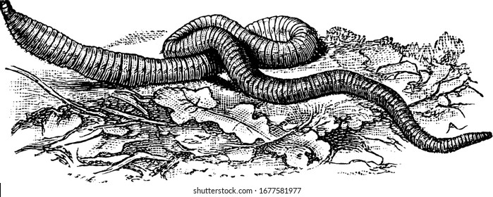 A tube-shaped, segmented worm, phylum Annelida, commonly found living in soil, feeding on live and dead organic matter, distributed world-wide, vintage line drawing or engraving illustration.