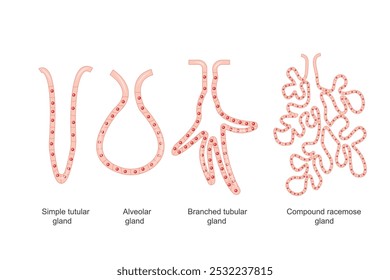 A tubular alveolar gland has tube-like and sac-like structures. Branched glands split into multiple ducts, while compound racemose glands have rounded sacs. Anatomical concept.