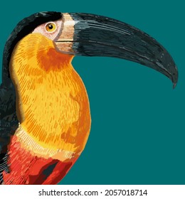 tucan bird animal wild color