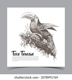 Tucan Hand Drawing, Illustration, Drawing,line Art, Vector