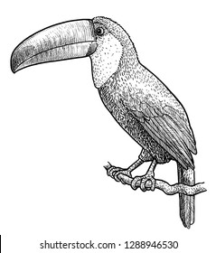 Tucan illustration, drawing, engraving, ink, line art, vector