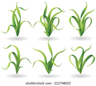 Tuft of green grass set  isolated  on white.