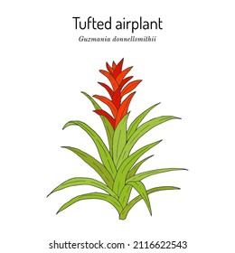 Tufted airplant (Guzmania donnellsmithii), ornamental plant. Hand drawn botanical vector illustration