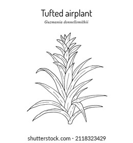 Tufted airplant (Guzmania donnellsmithii), ornamental plant. Hand drawn botanical vector illustration