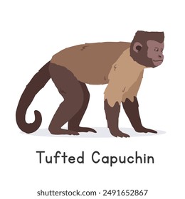 Tufted capuchin vector illustration, cartoon clipart character, animal in flat style. Wild animals, wild creatures, wildlife concept. Brown capuchin vector design isolated on white background