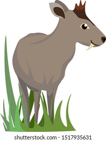 Tufted deer, illustration, vector on white background.
