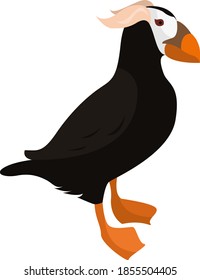 Tufted puffin, illustration, vector on white background
