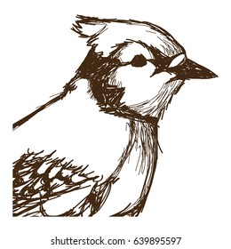 tufted titmouse bird, branch posing for a portrait hand drawn