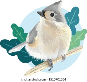 Tufted Titmouse Bird vector illustration 