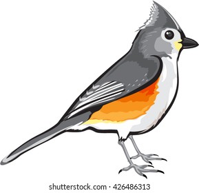 Tufted Titmouse Bird vector illustration clip-art graphic design file