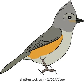 Tufted titmouse isolated on white background.
Vector hand drawn style illustration for posters, decoration and print. 