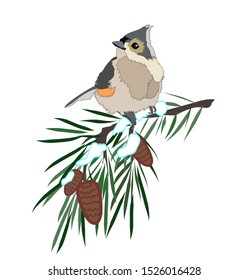 Tufted titmouse on pine tree branch with pine cones and snow Christmas tree vector isolated winter illustration