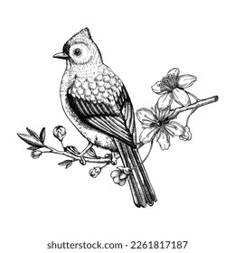 Tufted Titmaus sitzend auf einer Skizze mit blühenden Kirschzweigen. Vektorfeder-Illustration einzeln auf weißem Hintergrund. handgezeichneter Passerinvogel auf blühendem Sakururbaum mit Blumendesign 