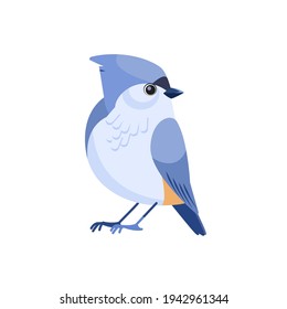 Tufted titmouse is a small songbird, a species in the tit and chickadee family (Paridae). Cartoon flat style beautiful character of ornithology, vector illustration isolated on white background.