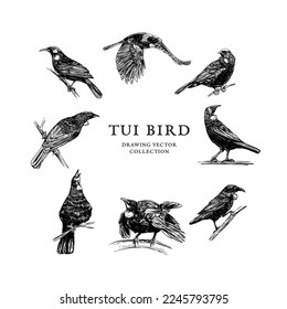 Tui Bird Drawing Vector Collection