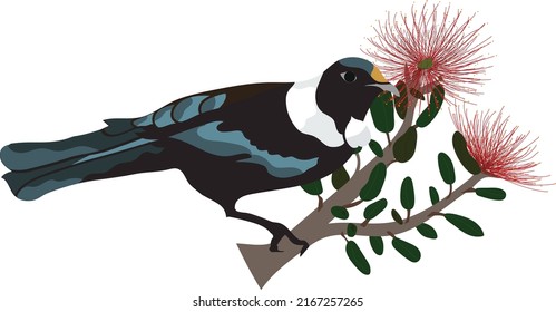 Tui Bird New Zealand