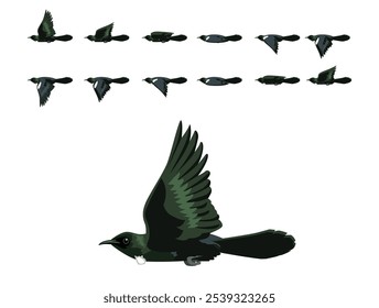 Tui Bird New Zealand Flying Animation Sequence Cartoon Vector