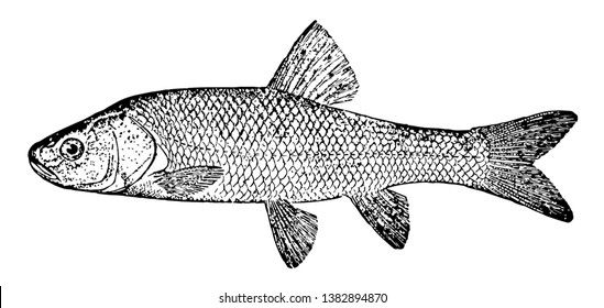 Tui Chub is a fish in the Cyprinidae family of carps, vintage line drawing or engraving illustration.